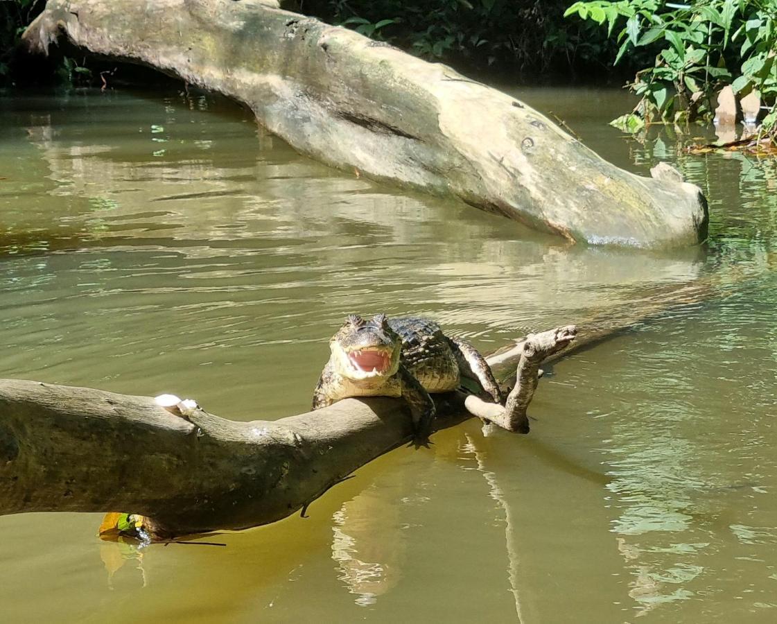 Wildlife Art Tortuguero Hotel Kültér fotó