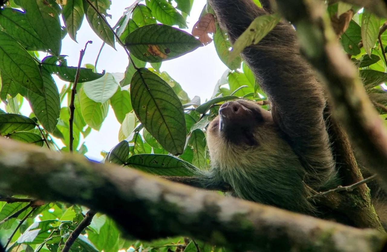 Wildlife Art Tortuguero Hotel Kültér fotó