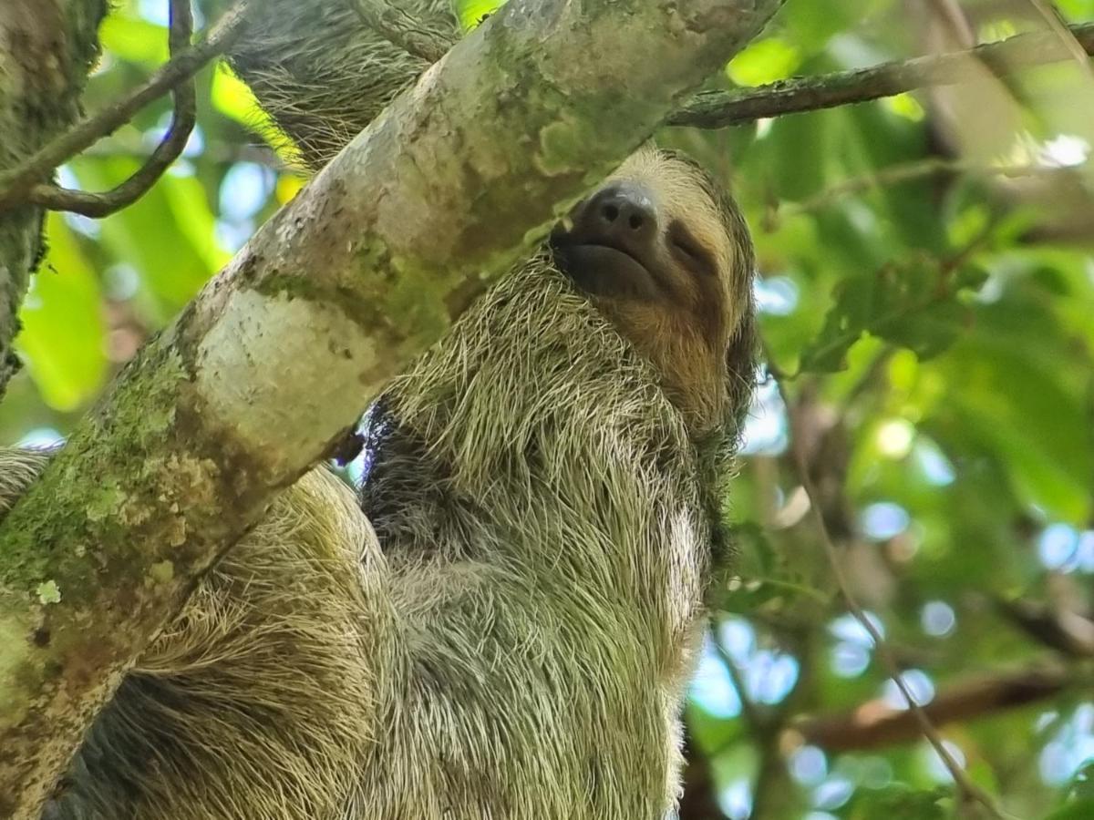 Wildlife Art Tortuguero Hotel Kültér fotó