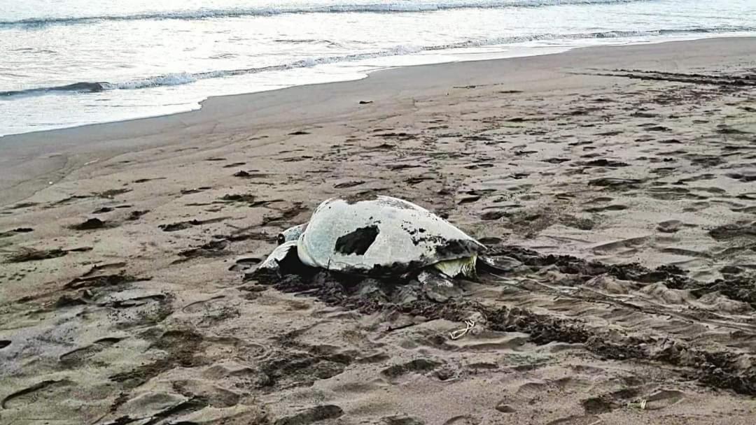Wildlife Art Tortuguero Hotel Kültér fotó